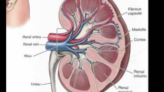 Urinary System Part 1 The Kidneys [upl. by Pleasant212]