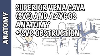 Superior vena cava and the azygos system clinical anatomy  SVC obstruction oncology emergency [upl. by Iahcedrom793]