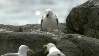 How Nature Works Gull Territoriality [upl. by Onimod]