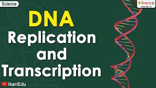 DNA replication  Learn About the Replication and Transcription of DNA Deoxyribonucleic acid iKen [upl. by Marika]