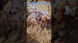 ओरोबंकी की सम्पूर्ण जानकारी  Orobanche Ramosa  Broomrape  Orobanche Plant [upl. by Ailene]