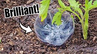 Top 10 Free Vegetable Gardening Hacks [upl. by Teferi]