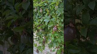 100 Passion fruits from only 1 plant exoticfruitplants [upl. by Norvall442]