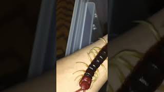 Scolopendra gigantea handling scolopendra [upl. by Amberly]