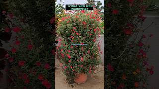 Purslane Flower Tower  Transformation  Beautiful Purslane Flowers shorts trending yt [upl. by Dlanar617]