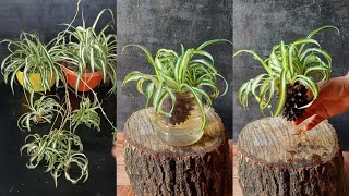 Pine Cone Magic A Creative Twist on Spider Plant Propagation [upl. by Elcin]