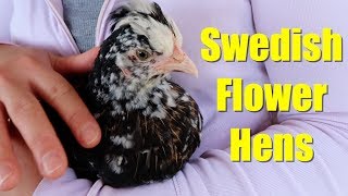 Swedish Flower Hens and Lavendar Orpingtons [upl. by Lorraine]