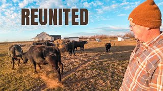 SMALL CATTLE FARM  Weaned Calves Reunited with Herd [upl. by Fin]