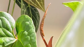 Aroid Timelapse  Ep30 Anthurium Radicans x Luxurians Unfurled New Leaf  15 Days [upl. by Dael]