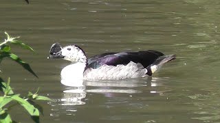 Comb Ducks aka Knobbilled Duck [upl. by Nugent]