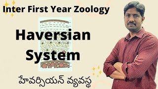 Haversian System  హేవర్సియన్ వ్యవస్థ  Inter First Year Zoology most Important Questions [upl. by Aldon]