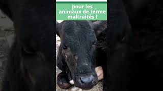 PÉTITION ⚠ Pour la création de structures d’accueil pour animaux de ferme maltraités [upl. by Velick920]