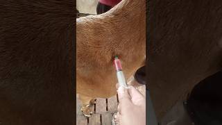 Intramuscular injection in goatgoat treatmentAnorexiacyanocobalamin vet intramuscularinjection [upl. by Rivkah]