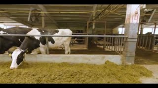 Artemisinin derivatives can kill Theileria annulata infested cow cells by damaging DNA [upl. by Adnilim]