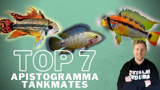 Top 7 Apistogramma Tankmates [upl. by Mac]