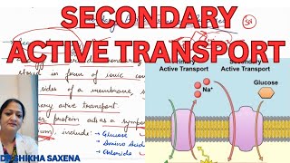 Secondary Active Transport process mechanism types examples [upl. by Kwei]