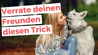 Warum LECKT mein HUND mich immer ab Hand Gesicht Beine  Was bedeutet das Dogcode [upl. by Acinomad]