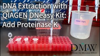 DNA Extraction with QIAGEN DNeasy Kit Add Proteinase K [upl. by Sorgalim815]