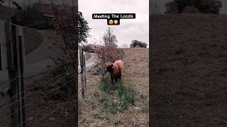 A Scottish Icon  The Highland Cow 😍🏴󠁧󠁢󠁳󠁣󠁴󠁿 shorts scotland cows [upl. by Aiken]