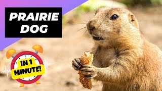 Prairie Dog 🐿️ The Truth Behind Their Screams  1 Minute Animals [upl. by Atilem]