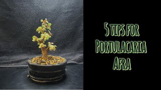 5 Points For Portulacaria Afra Mini jade [upl. by Eltsyrhc]