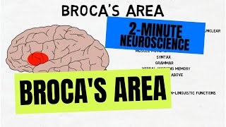 2Minute Neuroscience Brocas Area [upl. by Grosberg]