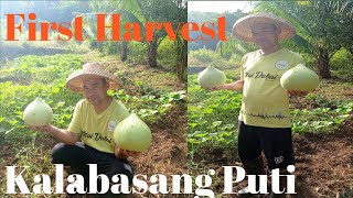 First Harvest  Kalabasang Puti  Roel Terana Vlogs [upl. by Rey]