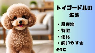 犬の種類 トイプードルの生態 [upl. by Clementina]