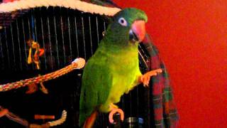 Blue crowned conure  tricks and talking [upl. by Holmen]