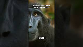 Humans Did not Evolve from Chimpanzees [upl. by Rehpotsyrk368]