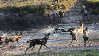 18 Wild dogs vs spotted Hyenas [upl. by Reidar]