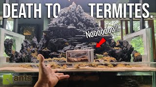 How I Accidentally Killed My Termites Full ANT ROOM Update [upl. by Kaiulani]