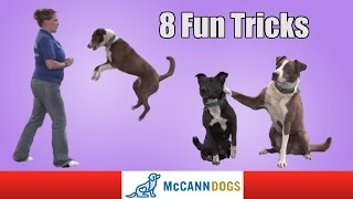 8 Fun Tricks You Can Teach Your Dog To Do [upl. by Timon]