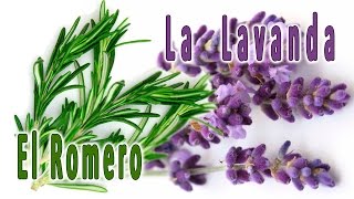 La lavanda y el romero [upl. by Namurt]