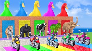 5 Giant Duck Cow Elephant Tiger Gorilla Dinosaur Sheep Transfiguration funny animal 2023 [upl. by Annahaj]