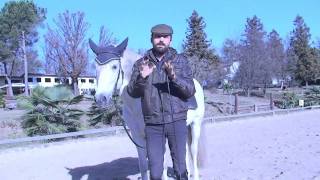 Horse Training Channel  Teaching the Flying changes  Ars Equitandi [upl. by Allicerp]