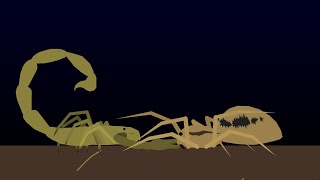 scorpion vs wolf spideranimation [upl. by Bowles364]