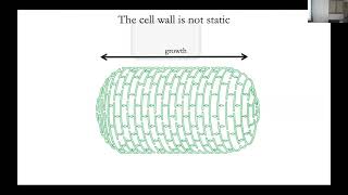 Tobias Doerr The mechanisms of cell wall endopeptidase regulation in Vibrio cholerae [upl. by Marleen]