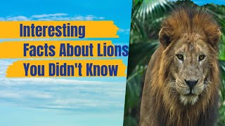 Interesting Facts About Lions You Didnt Know [upl. by Ailel]