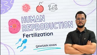 Fertilization  How fertilization occurs in human live  Fertilization in hindi live  Class 12th [upl. by Olsewski]