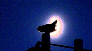 Great Horned Owl Hooting At The Moon [upl. by Cade]