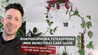 Mini Monstera Rhaphidophora tetrasperma Care Guide and Growing Tips [upl. by Dwinnell421]