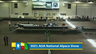 2021 AOA National Alpaca Show  Day 1 Part 2 [upl. by Fabiola]