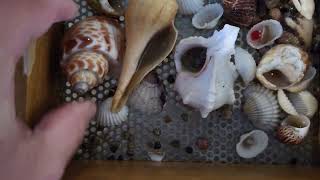 Sloughing bags of sand for fossils sea shells and gemstones  International Mermaid Museum WA [upl. by Acisey]