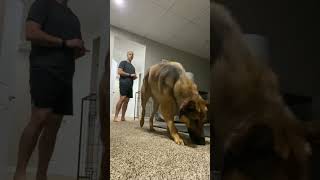 1 Minute Crate Training Game dogtraining germanshepherd fireteamk9 [upl. by Thissa]