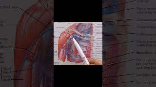 Pectoralis Minor Muscle anatomy upperlimbanatomy muscles [upl. by Nue]