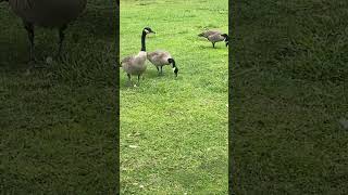 Canada Goose 🪿 canadagoose subscribemychannel shorts subscribe viral goose trending [upl. by Hoffer]