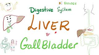 Liver and Gallbladder  Digestive System [upl. by Nwahsyar]