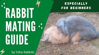 RABBIT MATING rabbit rabbitfarming rabbitmating [upl. by Willock43]