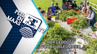 Hop voor jubileumbier geoogst  17 september 2024  Peel en Maas TV Venray [upl. by Gebelein]